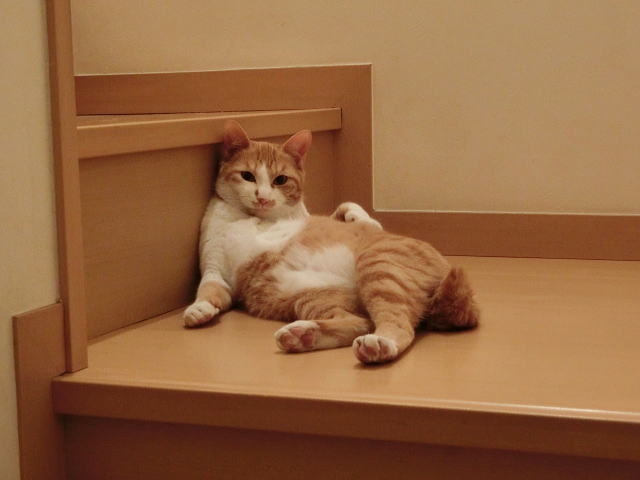 獣医師の考えや猫に対する想いがあっての傷