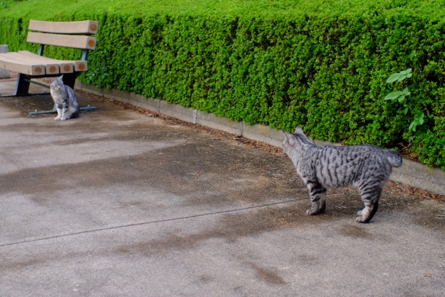 外出のある猫