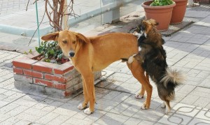 犬のマウンティング