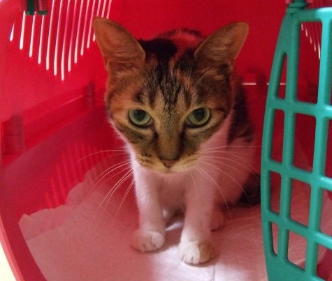 猫の去勢