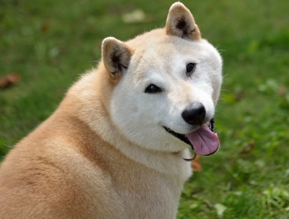オスの老犬