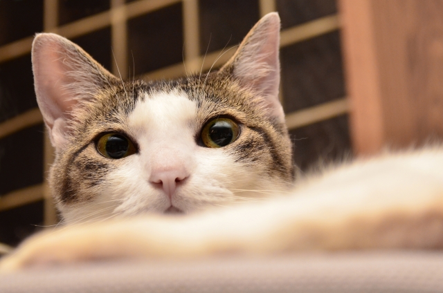 猫の匂いを消す