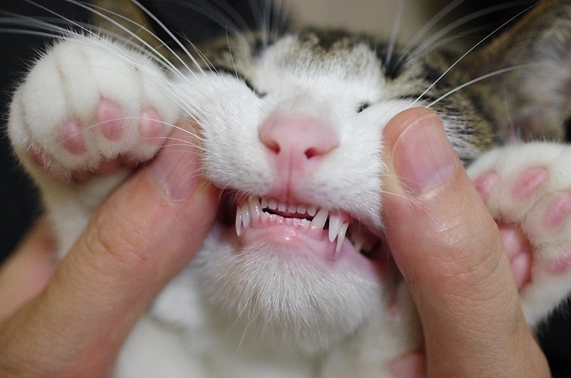 猫の乳歯
