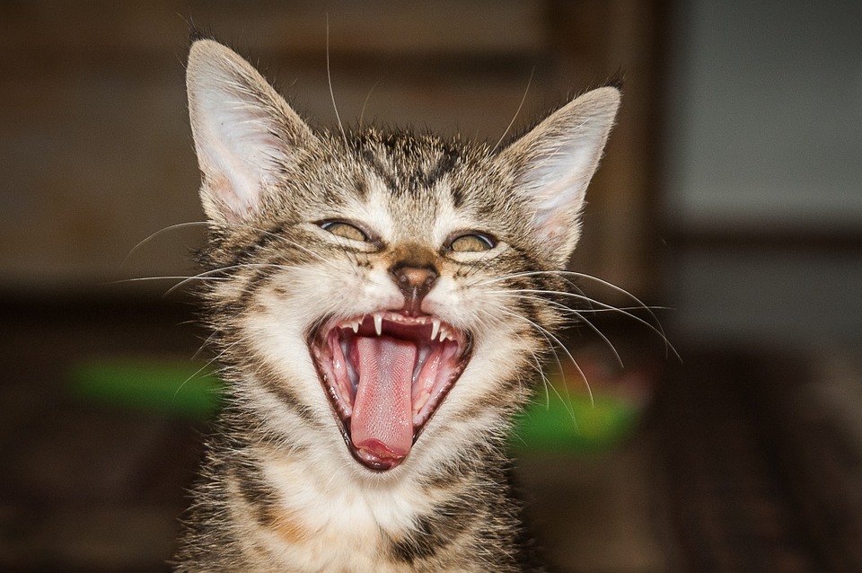 猫の歯磨きは難しい