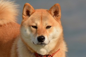 りりしい柴犬