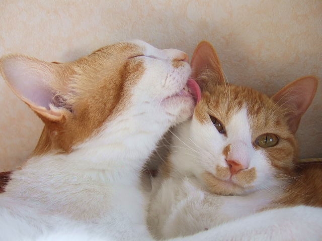 舐め合う猫