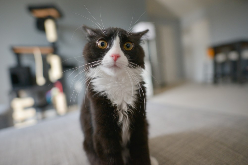 白黒の猫