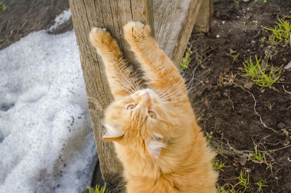 爪をとぐ猫