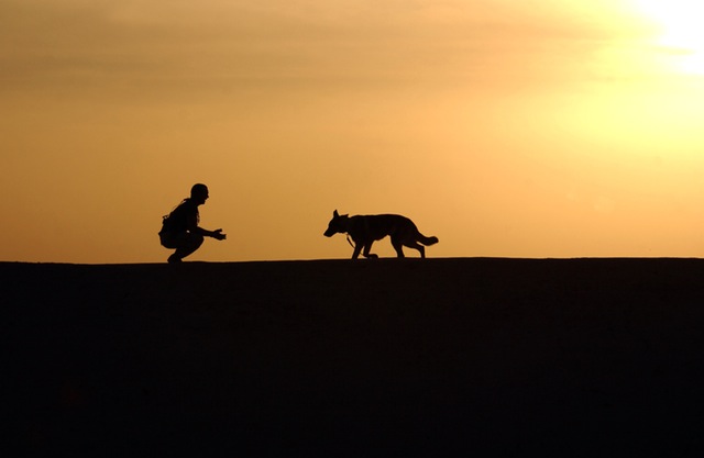 夕暮れの犬散歩