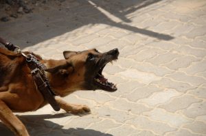 威嚇する犬