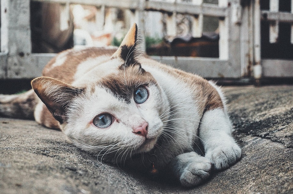 cat-1209067_960_720