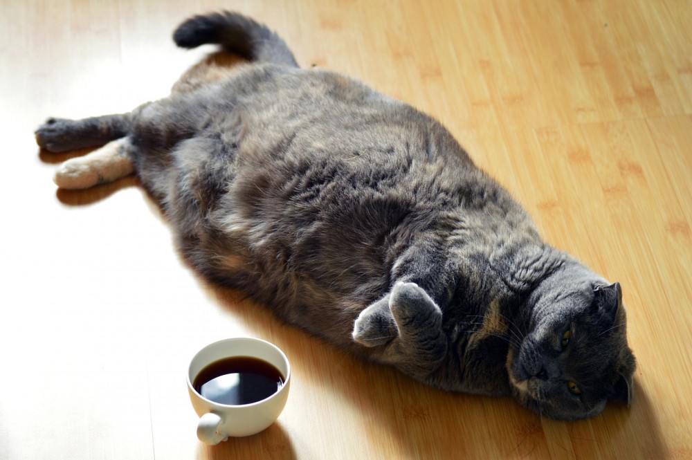 太った猫