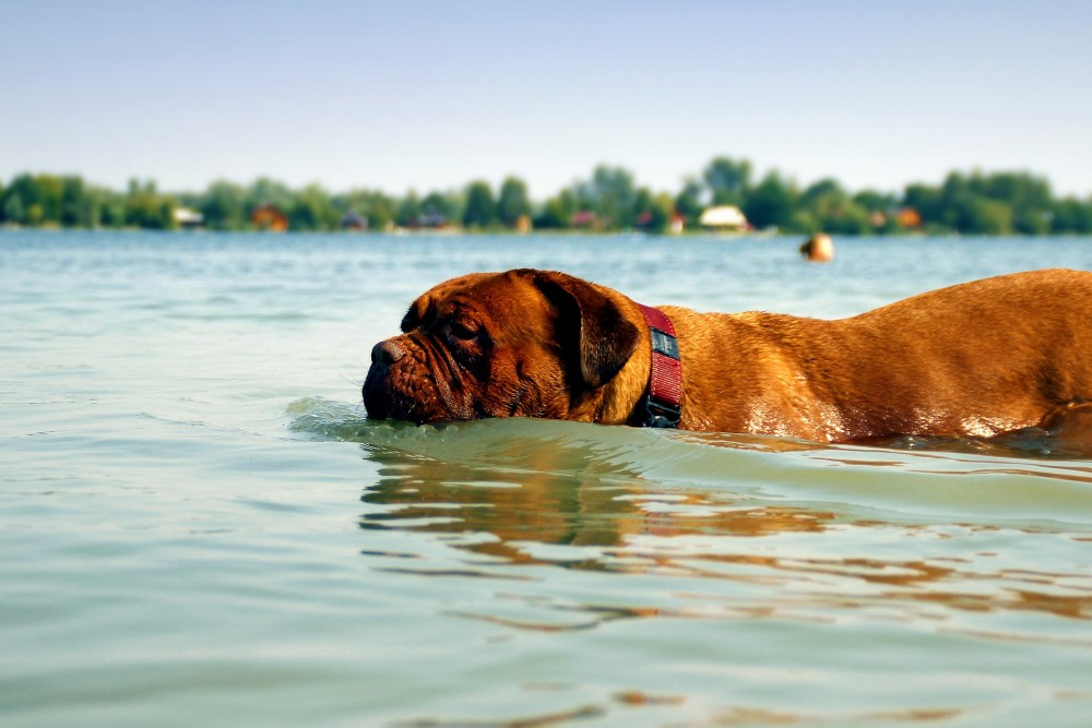 泳ぐ 犬