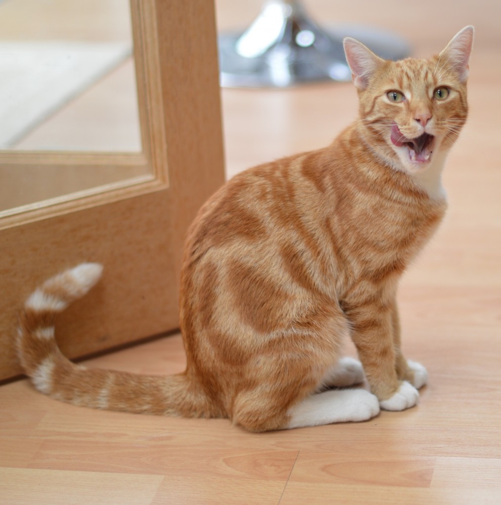 taberu neko