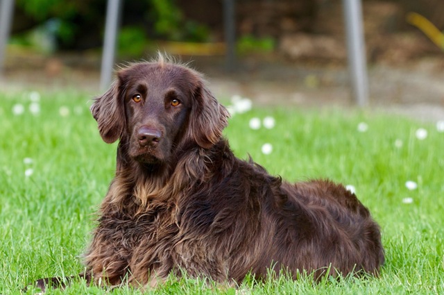 dog-animal-pet-german-longhaired-pointer