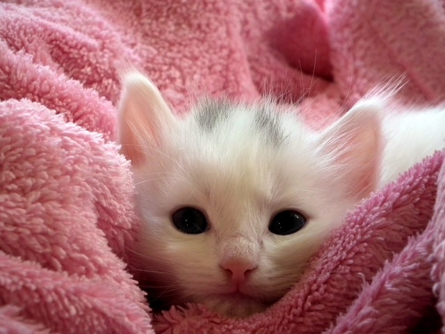子猫