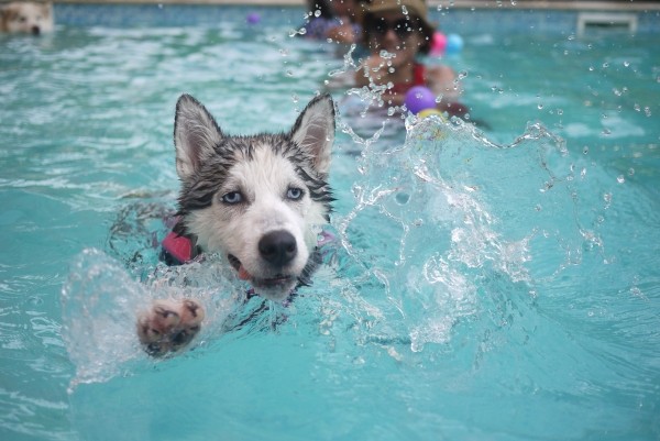 siberian-husky-swimming-in-pool