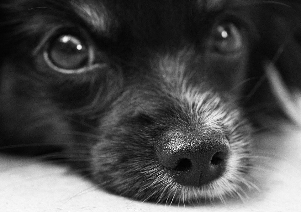 dog-187817_960_720