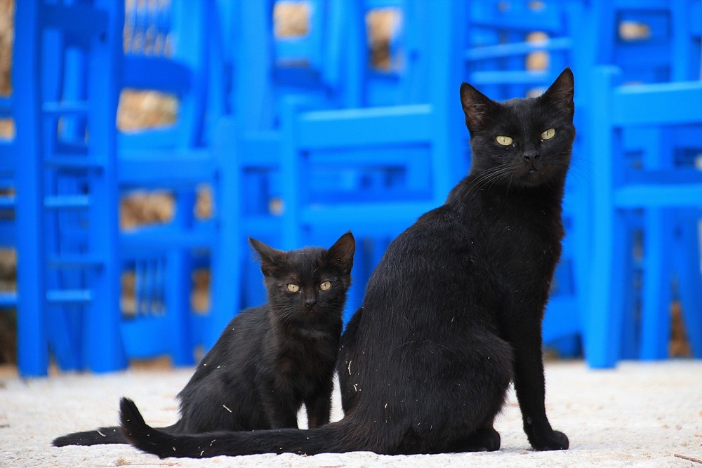 多頭 猫 ワクチン