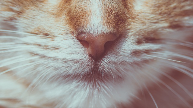 猫の顔アップ