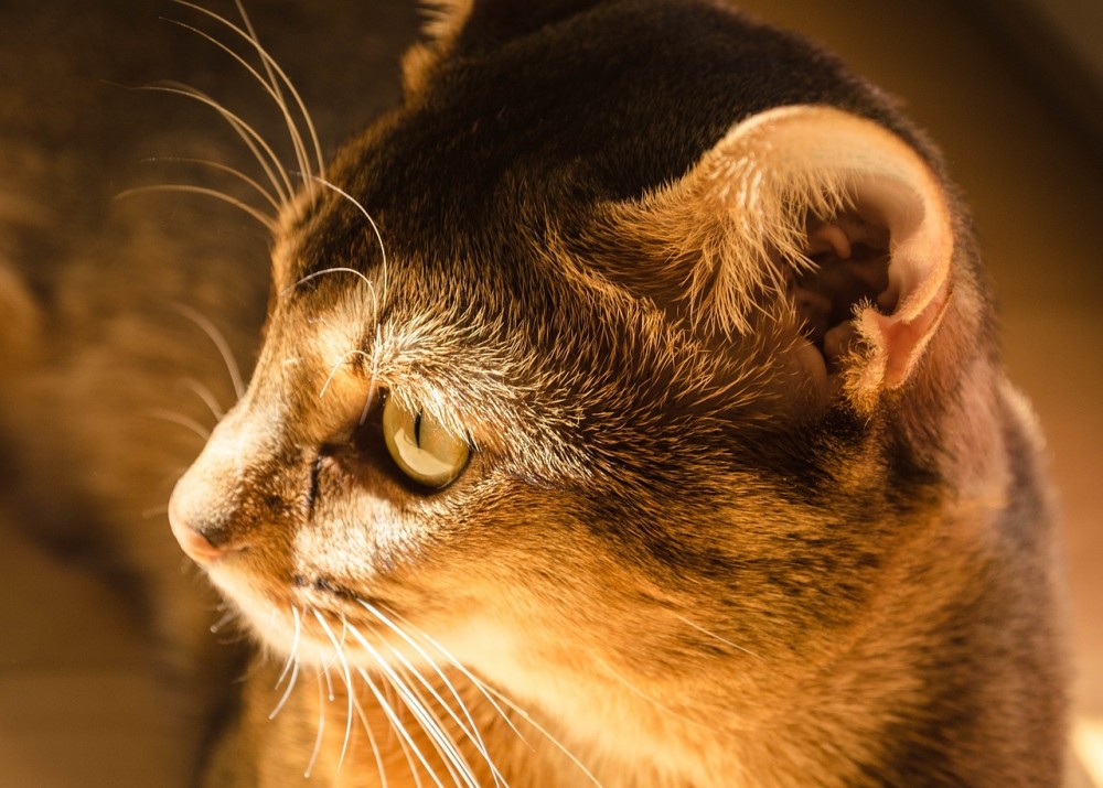 猫 耳