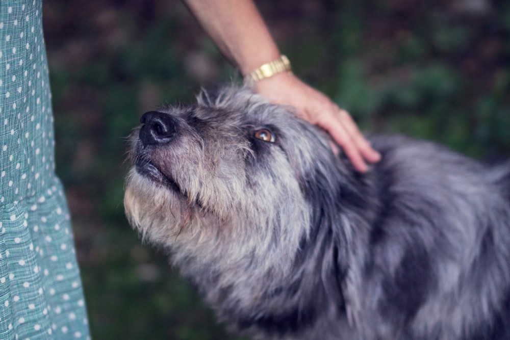 メス犬の避妊 手術をする季節って大事 冬と夏の回復期間の違い 獣医師が書くブログ 犬猫の去勢避妊